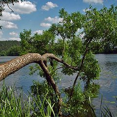 photo "Water, tree, clouds. Summer."