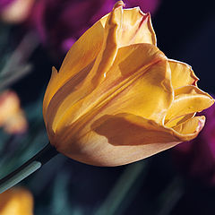 фото "Tulip"