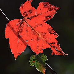 фото "A red leaf"