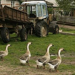 photo "Geese go from the right leg ? :)"