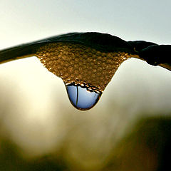 photo "The insect nest"