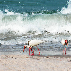 photo "Lunch time on a sea shore"