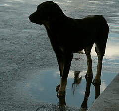 photo "Pitersburg the Black Dog"