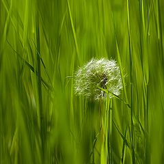 photo "grass 1"