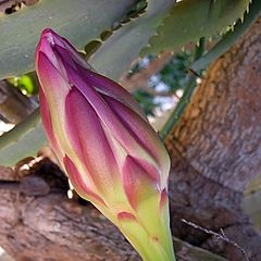 фото "Бутон цветка кактуса"