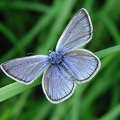 photo "Shoking blue for Jenia"