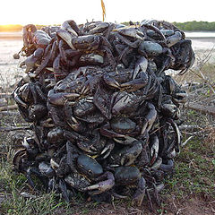 фото "Crabs on sale"