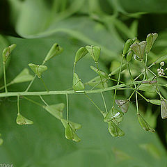 photo "Capsella bursa pastoris"