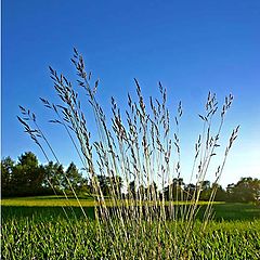 photo "Gras"