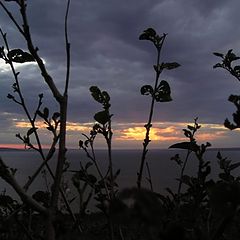 photo "Sight at the leaving sun through poor vegetation"