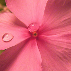 photo "DROPS ON PINK"