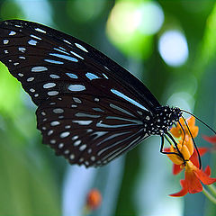 photo "Tenderly..."