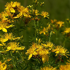 photo "When I was a bumblebee."