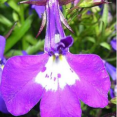 photo "Flower in ouer garden"