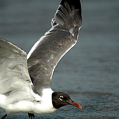 photo "Taking Off"