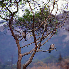 photo "Tree of birds"