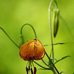 фото "Flower"