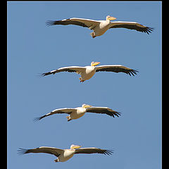 photo "Serial Killer - White-backed Pelican - Pelecanus o"