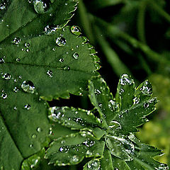 photo "Rain drops"