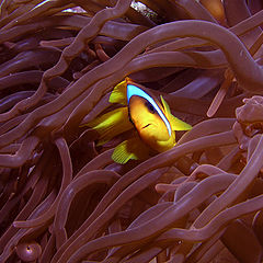 фото "Nemo"