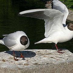 фото "2 seagulls , again"