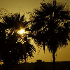 фото "Sunset between Carnaubas"