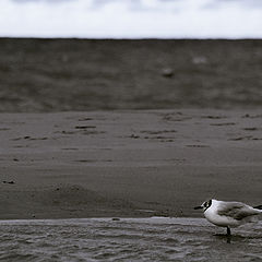 фото "Jonathan Livingstone Seagull"