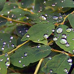 фото "forrest pearls"