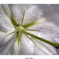 фото "White Flower"