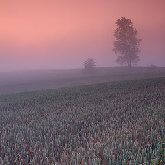 photo "sleepy fields"