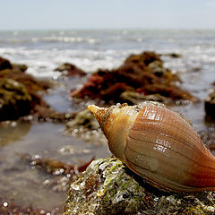 photo "Sea shell"