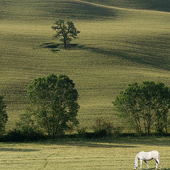 photo "Toscana 2002"