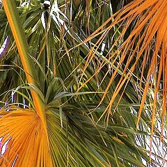 photo "palm-leafs"