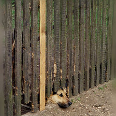 photo "Boredom under the fence"