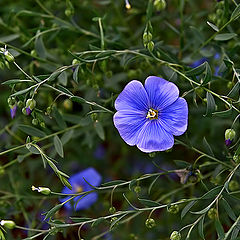 photo "Blossoming flax"