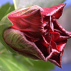 photo "The Buton Hibiscus rose"