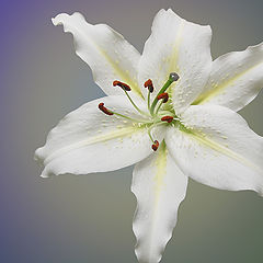 photo "Lily"