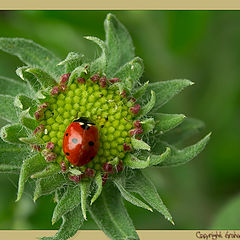 photo "Ladybug Landing Pad"