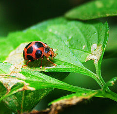 photo "The bug."