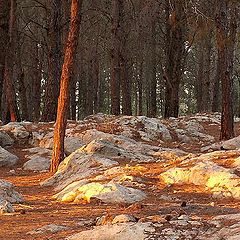 photo "Enchanted Forest #1 Holyland"