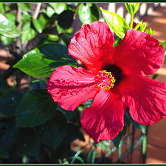 photo "Hibisco"