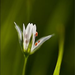 photo "grass 4"