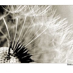 photo "waiting for the wind..."