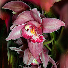 фото "orchid"