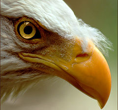 photo "Eagles look"