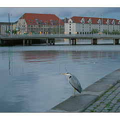 photo "Evening in Copenhagen"