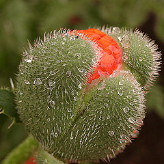 photo "A Poppy"