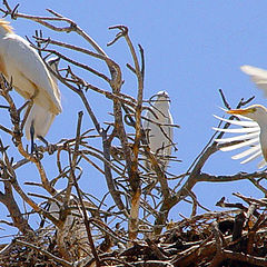 photo "Herons - Garзas"