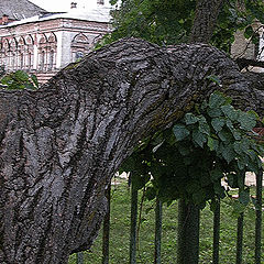 photo "Monastic tree"