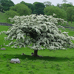 photo "A shade for sheep"